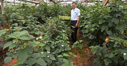 Đà Lạt: Trồng cây ra quả đen như than, ăn vài trái khỏe cả người