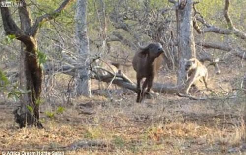 Đàn linh cẩu đói hợp sức truy sát trâu rừng