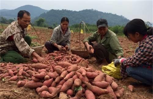 'Đào' được 40 tỷ mỗi năm từ cây khoai lang ngon nhất xứ Lạng