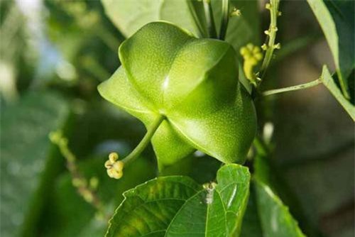 Gia Lai: Đua nhau trồng sachi, 'vỡ mộng' vì cây 'tiền tỷ'