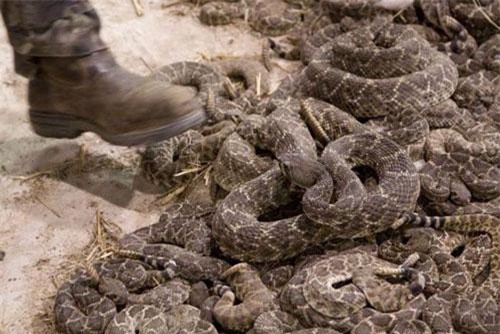 Hãi hùng cảnh bắt giết rắn đuôi chuông tàn bạo