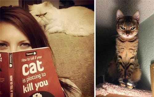 Khoa học chứng minh: Loài mèo không hề vô tâm, trái lại còn tình cảm với người hơn cả chó