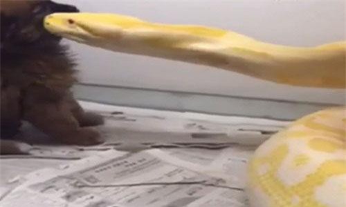Kinh hoàng cảnh tượng trăn vàng nuốt chửng chó