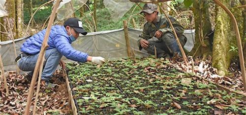 Kon Tum: Làm giàu ở nông thôn, dân đổi đời nhờ trồng sâm