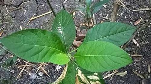 Lá cây mật gấu: Dược liệu quý chữa 'trăm thứ bệnh' không phải ai cũng biết