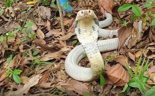 Loài rắn kịch độc giá bán hàng trăm triệu đồng/con