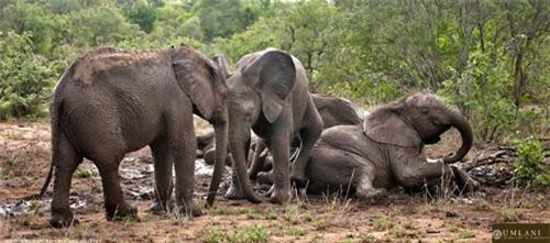Mãn nhãn ngắm gia đình voi tắm bùn đầy náo nhiệt