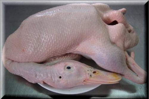 Mẹo nhổ lông vịt nhanh và sạch nhất có thể bạn chưa biết