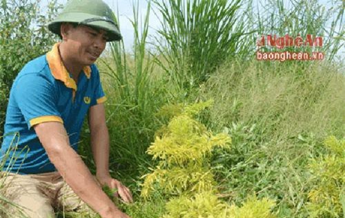 Muốn làm giàu bằng cây đinh lăng - phải có 'máu liều'