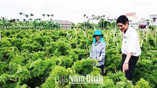 Nam Định: Trồng 12.000 gốc đinh lăng, thu 200 tấn, lãi 300 triệu/năm