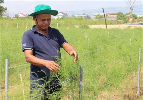 Ninh Thuận: Trồng măng tây trên đất cát giúp đồng bào Chăm tăng thu nhập