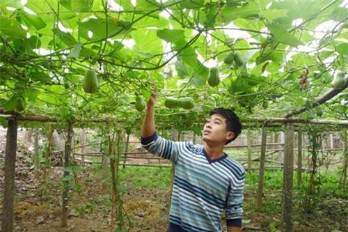 Nông dân Thường Tín thu nhập cao từ các mô hình chuyển đổi