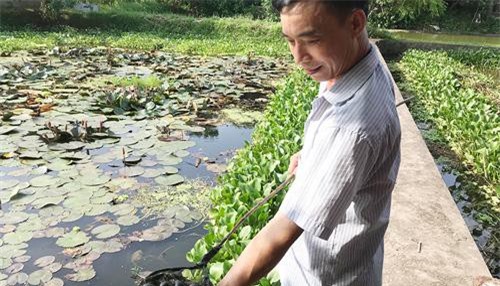 Phú Thọ: Có của ăn của để nhờ nuôi 'con siêu đẻ' ở ao bèo