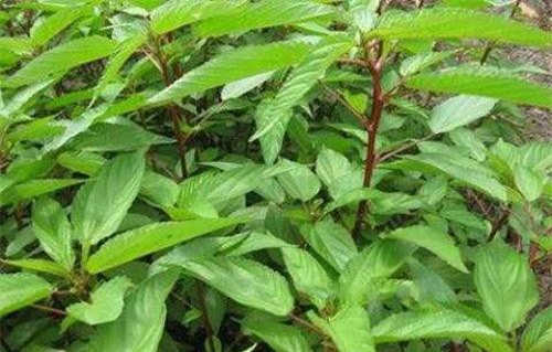 Rau đay: 'Thần dược' tuyệt vời từ lá đến hạt không phải ai cũng biết