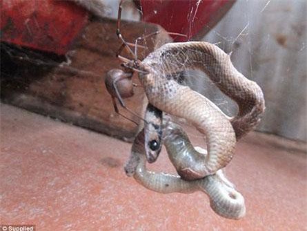 Rùng mình với cảnh nhện giăng bẫy bắt rắn nâu độc
