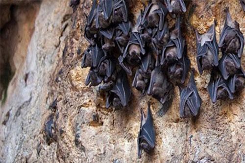 Tại sao dơi lại treo ngược lủng lẳng khi nghỉ hoặc ngủ?