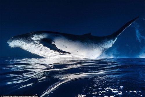 Tận mục cuộc sống loài cá voi 40 tấn dưới đại dương
