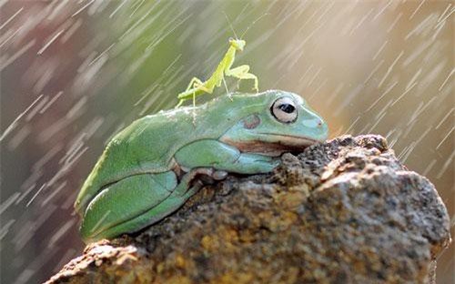 Ảnh động vật: Thỏ quyết chiến tranh giành bạn tình