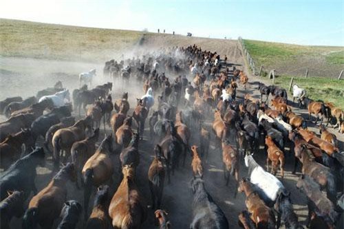 Ảnh động vật: Tôm bò lên bờ, hươu gọi bạn tình sáng mùa thu...