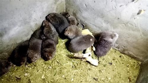 Bắc Giang: Chặt tre nuôi dúi rừng, mang lại thu nhập cao