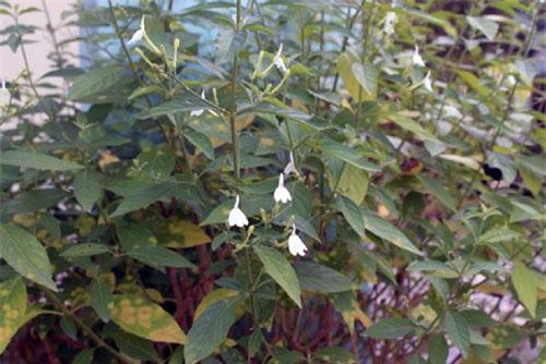 Bạch hạc chữa bệnh ngoài da