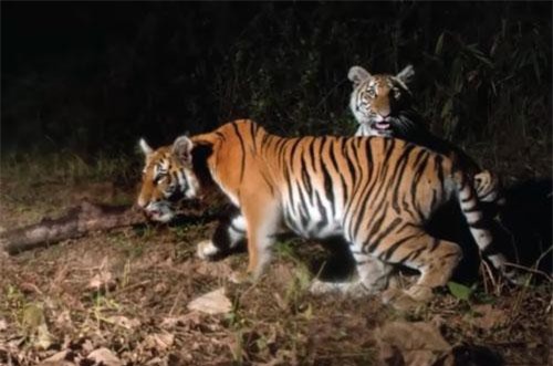 CLIP HOT (17/10): Ông Hổ trả ơn người ở miền Tây, thu 4 tỷ đồng/năm nhờ trồng xà lách xoong