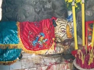 CLIP: Ly kỳ chuyện về ông Hổ trả ơn người ở miền Tây