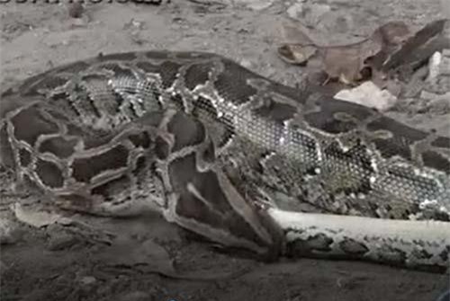 CLIP: Trận tử chiến của hai con trăn Miến Điện khổng lồ