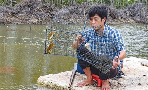 Cà Mau: Đưa tôm hung dữ từ rổ nhựa vào ao đất, bán 1,2 triệu/ký