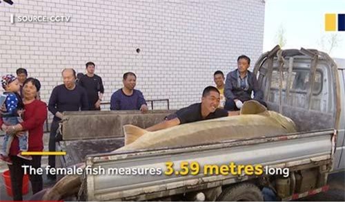 Cá tầm 'khủng' 100 tuổi nặng nửa tấn mắc câu