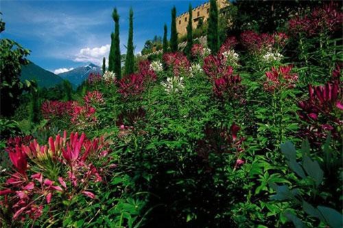 Cách trồng hoa hồng ri cho khu vườn thêm hương sắc