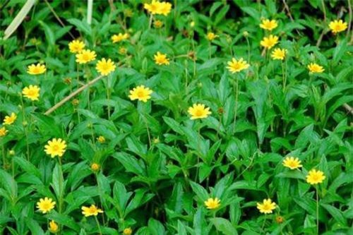 Cây sài đất: Thảo mộc chữa 'bách bệnh' nhiều người bỏ qua