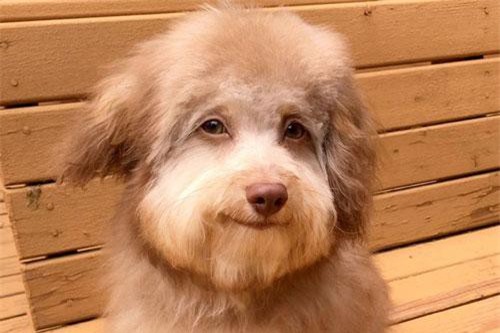 Chú chó lai gương mặt 'hot boy' giống người gây 'sốt xình xịch'