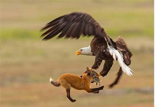 'Chúa tể bầu trời' vuột mất con mồi trước cáo đỏ tinh ranh