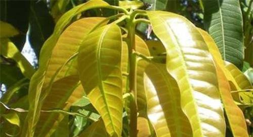 Công dụng chữa bệnh không ngờ từ lá xoài non