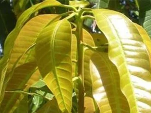 Công dụng chữa bệnh không ngờ từ lá xoài non