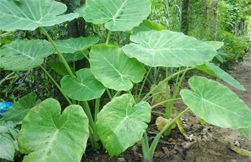 Củ ráy: 'Thần dược' dân dã trị nhiều thứ bệnh