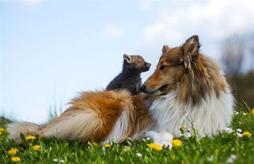 Cuộc sống hạnh phúc của cặp mẹ chó con cáo