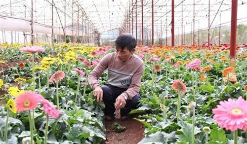 Đà Lạt: Trồng hoa công nghệ cao, lão nông thu tiền tỷ