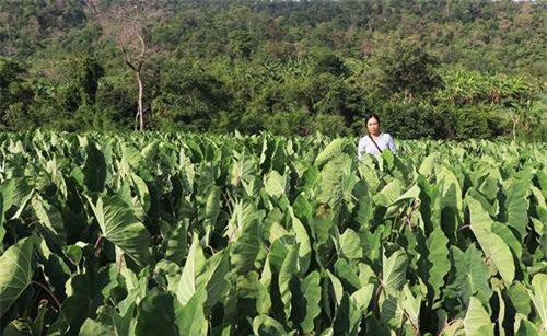 Gia Lai: Lãi hơn 100 triệu/ha, nhiều người phá mía trồng khoai môn