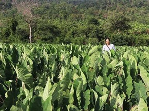 Gia Lai: Lãi hơn 100 triệu/ha, nhiều người phá mía trồng khoai môn