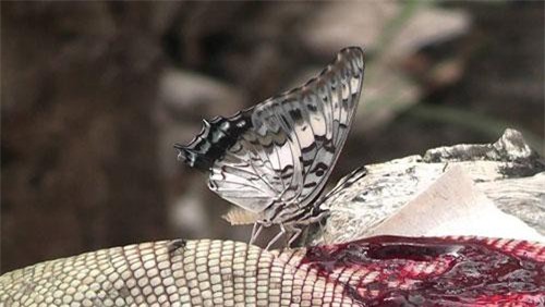Hãi hùng sự thật về những con bướm đẹp lung linh