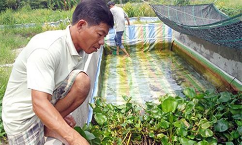 Hậu Giang: Nuôi lươn đồng, từ phận nghèo 'số khổ' thành triệu phú