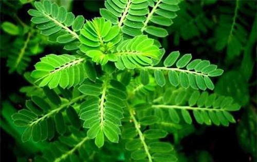 Hiểm họa chết người khi dùng cây chó đẻ chữa bệnh gan