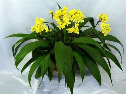 Hướng dẫn trồng và chăm bón lan chu đình cho hoa nở quanh năm