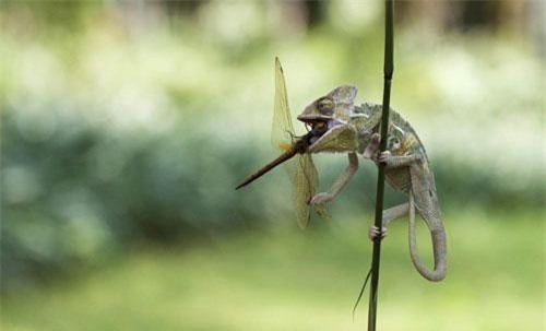 Khoảnh khắc tắc kè nhai nát đầu chuồn chuồn vô cùng đặc sắc