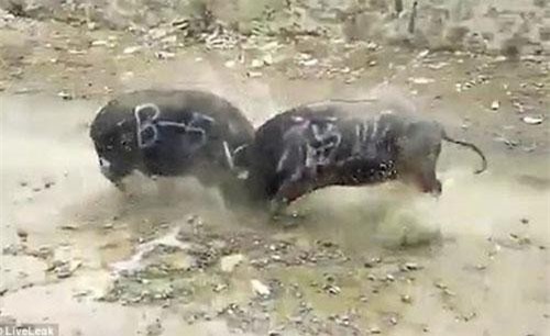 Kinh hãi cảnh trâu chọi nhau tới chết ở Trung Quốc