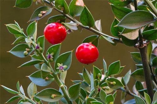 Kỳ lạ loài cây có quả mọc ngay trên mặt lá