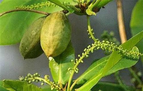 Lá bàng non: Thần dược trị nhiều thứ bệnh