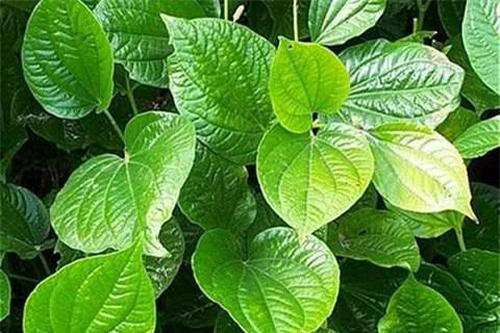 Lá lốt: Vị thuốc thần kì chữa nhiều thứ bệnh không phải ai cũng biết